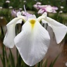 野花菖蒲
