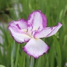 咲きたて花菖蒲