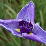 これから咲く花菖蒲