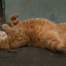 通りすがり猫35