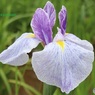 花菖蒲