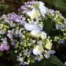 花の形いろいろ