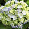 渦紫陽花