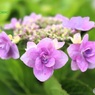 八重額紫陽花