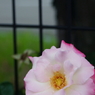 試写/気になる薔薇(=^・^=)x
