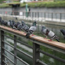 鳩の伝言ゲーム