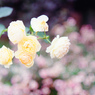 オールドレンズで薔薇を撮ってみた(3)