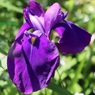 野花菖蒲