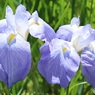 花菖蒲