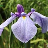 花菖蒲