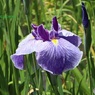 花菖蒲