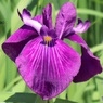 花菖蒲