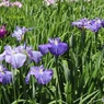 見ごろの花菖蒲