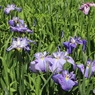 菖蒲園