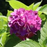 紫陽花