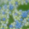 梅雨入り