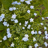 墨田の花火No.94