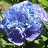 紫陽花