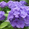 雨の日の紫陽花