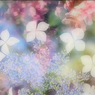 虹色紫陽花