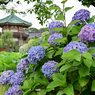 ［弁天堂とアジサイ」DSC_3686_00001