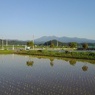 コンビニの駐車場から見えた水田と山（6月5日）