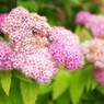 紫陽花まつり