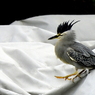 冠髪を逆立てるササゴイ親鳥