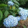 長峰公園の丘の水色のアジサイの群れ（6月14日）