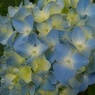 水色の長峰公園の丘のアジサイ（6月14日）