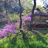 春の三渓園にて