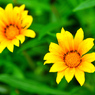 南アフリカ原産の花