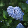 Blue Heart
