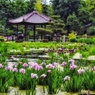 菖蒲園