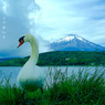 写真句：冠雪の富士 Photo Trip33：白鳥の湖２