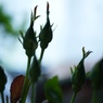 蕾