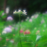 一本