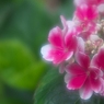 まるで撫子の花（アジサイ）