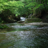 水辺の緑⑥