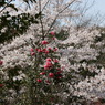椿と桜
