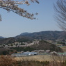 ゴルフ場の桜