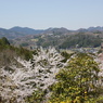 山と桜