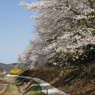 桜並木