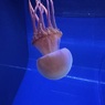 タコクラゲ