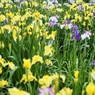 小岩菖蒲園の花菖蒲4