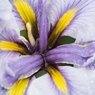 小岩菖蒲園の花菖蒲11