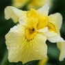 小岩菖蒲園の花菖蒲13