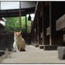 「お寺のねこさん」小江戸川越散歩627