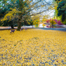 奈良公園