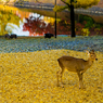 奈良公園